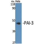 Western Blot - Anti-Serpin A5 Antibody (C17739) - Antibodies.com