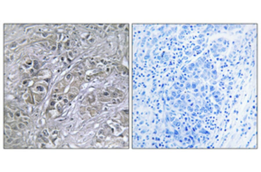 Immunohistochemistry - Anti-Serpin A5 Antibody (C17739) - Antibodies.com