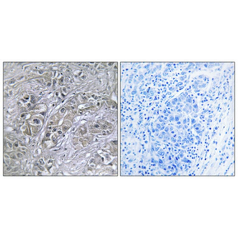 Immunohistochemistry - Anti-Serpin A5 Antibody (C17739) - Antibodies.com