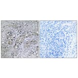 Immunohistochemistry - Anti-Serpin A5 Antibody (C17739) - Antibodies.com