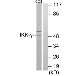 Western Blot - Anti-IKK-gamma Antibody (C11989) - Antibodies.com