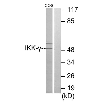 Western Blot - Anti-IKK-gamma Antibody (C11989) - Antibodies.com