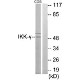 Western Blot - Anti-IKK-gamma Antibody (C11989) - Antibodies.com