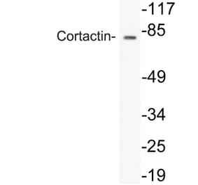 Western Blot - Anti-Cortactin Antibody (R12-2101) - Antibodies.com