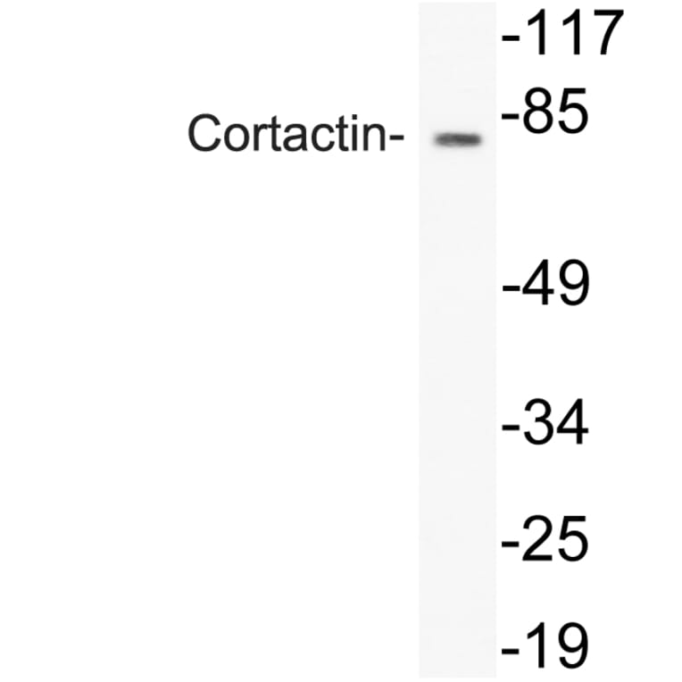 Western Blot - Anti-Cortactin Antibody (R12-2101) - Antibodies.com