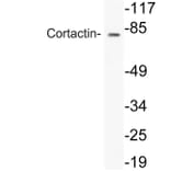 Western Blot - Anti-Cortactin Antibody (R12-2101) - Antibodies.com