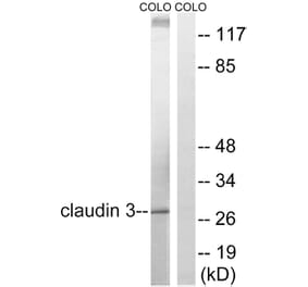 Western Blot - Anti-Claudin 3 Antibody (B8317) - Antibodies.com