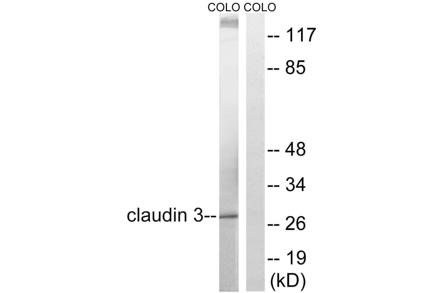 Western Blot - Anti-Claudin 3 Antibody (B8317) - Antibodies.com