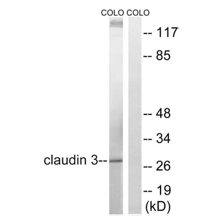 Western Blot - Anti-Claudin 3 Antibody (B8317) - Antibodies.com