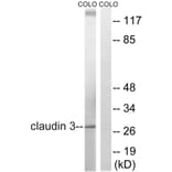 Western Blot - Anti-Claudin 3 Antibody (B8317) - Antibodies.com