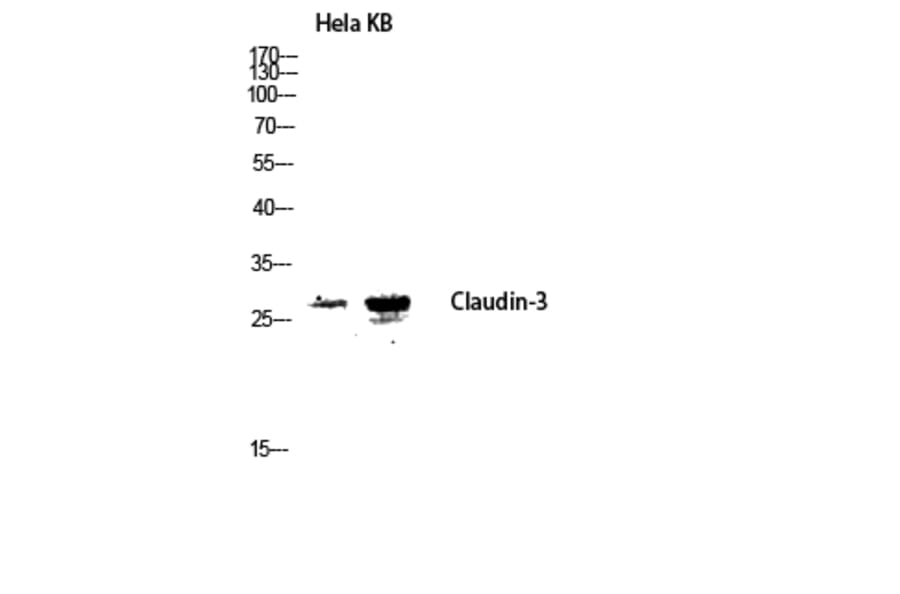 Western Blot - Anti-Claudin 3 Antibody (B8317) - Antibodies.com
