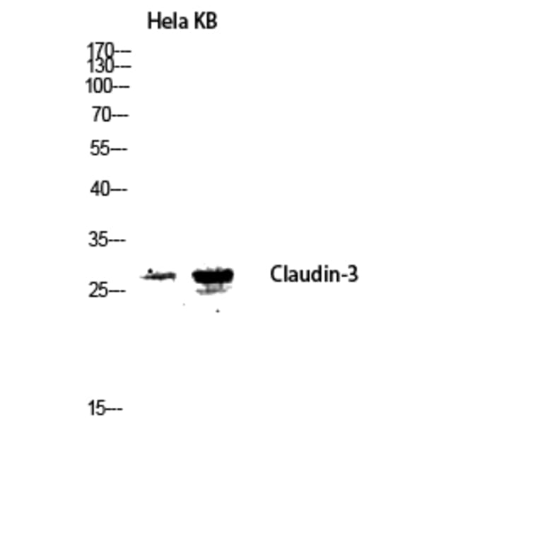 Western Blot - Anti-Claudin 3 Antibody (B8317) - Antibodies.com