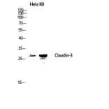 Western Blot - Anti-Claudin 3 Antibody (B8317) - Antibodies.com