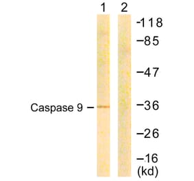Western Blot - Anti-Caspase 9 Antibody (B0833) - Antibodies.com