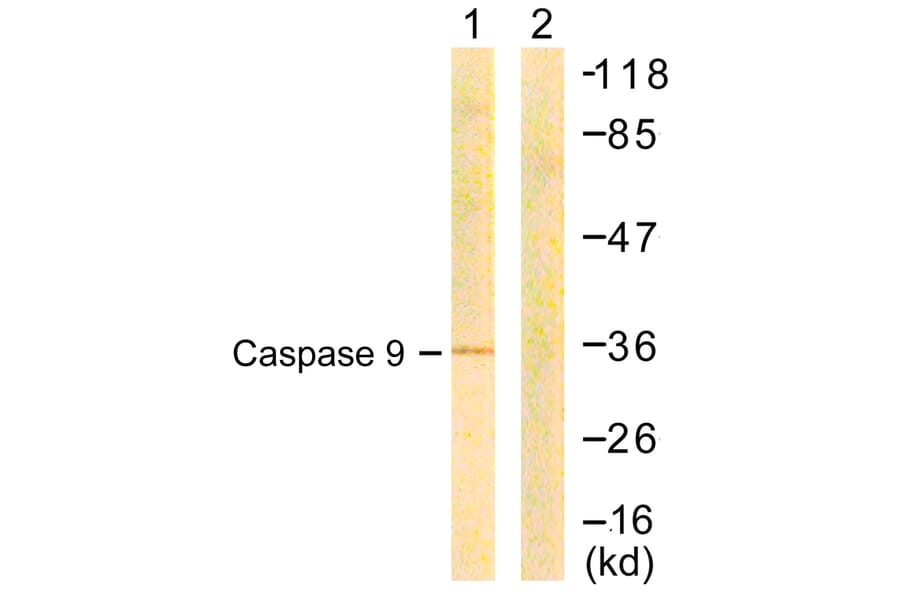Western Blot - Anti-Caspase 9 Antibody (B0833) - Antibodies.com