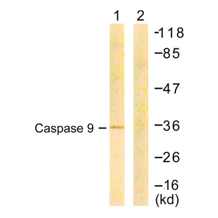 Western Blot - Anti-Caspase 9 Antibody (B0833) - Antibodies.com