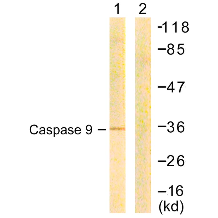Western Blot - Anti-Caspase 9 Antibody (B0833) - Antibodies.com
