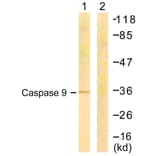Western Blot - Anti-Caspase 9 Antibody (B0833) - Antibodies.com