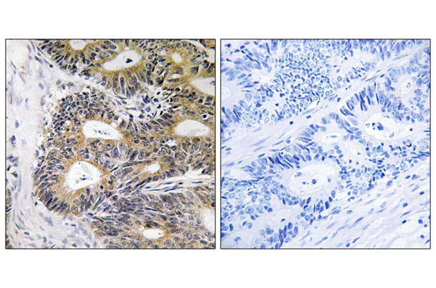 Immunohistochemistry - Anti-TRAPPC6A Antibody (C19149) - Antibodies.com