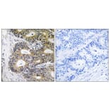 Immunohistochemistry - Anti-TRAPPC6A Antibody (C19149) - Antibodies.com