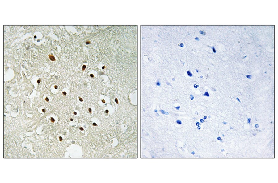 Immunohistochemistry - Anti-RPS19BP1 Antibody (C14104) - Antibodies.com