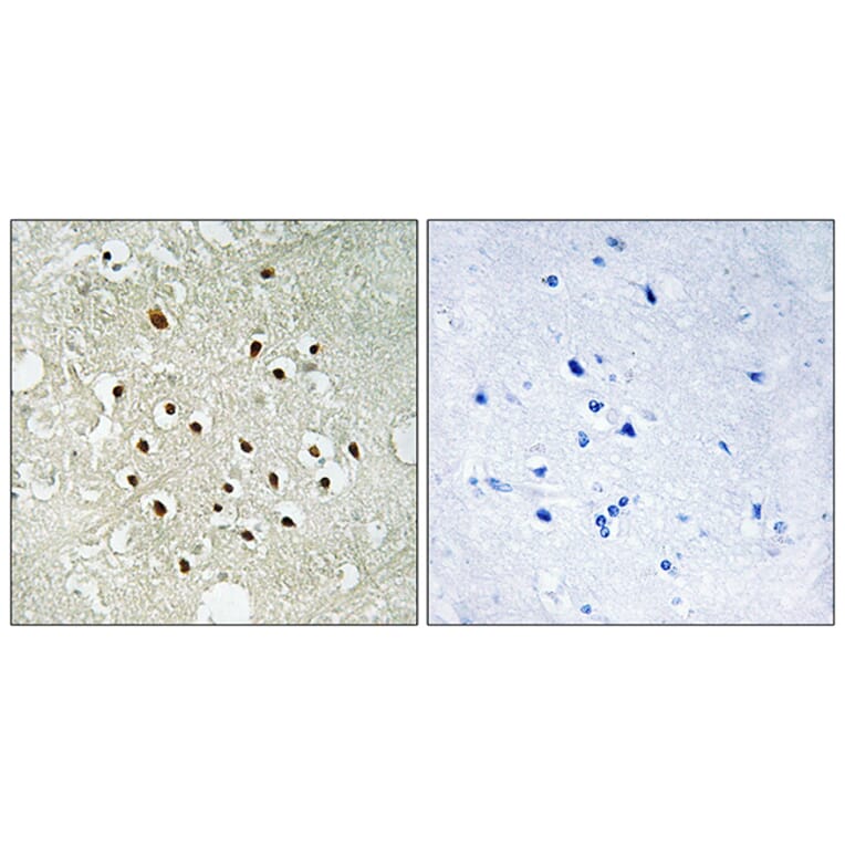 Immunohistochemistry - Anti-RPS19BP1 Antibody (C14104) - Antibodies.com