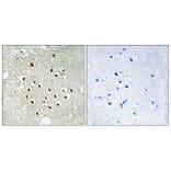 Immunohistochemistry - Anti-RPS19BP1 Antibody (C14104) - Antibodies.com