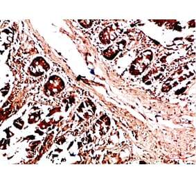 Immunohistochemistry - Anti-HLA-DQA1 Antibody (C31082) - Antibodies.com