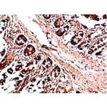 Immunohistochemistry - Anti-HLA-DQA1 Antibody (C31082) - Antibodies.com