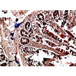 Immunohistochemistry - Anti-HLA-DQA1 Antibody (C31082) - Antibodies.com