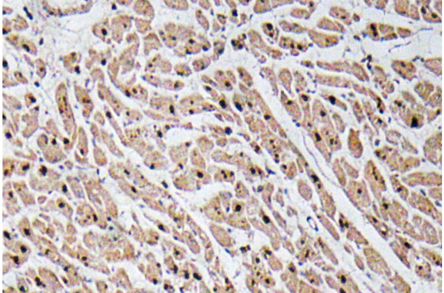 Immunohistochemistry - Anti-GROgamma Antibody (R12-2172) - Antibodies.com