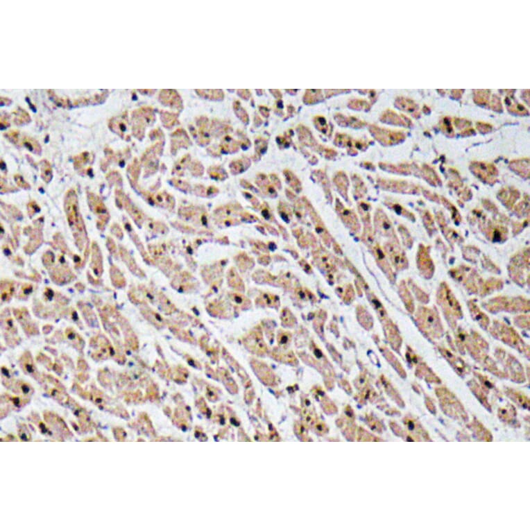 Immunohistochemistry - Anti-GROgamma Antibody (R12-2172) - Antibodies.com