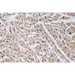 Immunohistochemistry - Anti-GROgamma Antibody (R12-2172) - Antibodies.com