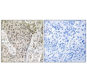 Immunohistochemistry - Anti-ARHGEF19 Antibody (C18392) - Antibodies.com