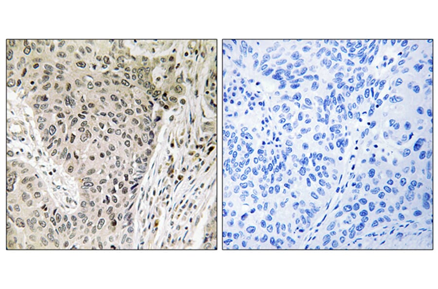 Immunohistochemistry - Anti-ARHGEF19 Antibody (C18392) - Antibodies.com