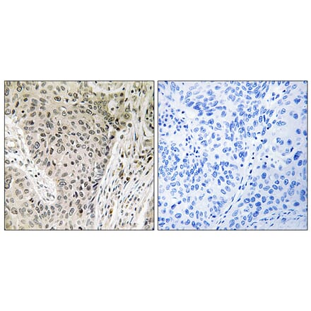 Immunohistochemistry - Anti-ARHGEF19 Antibody (C18392) - Antibodies.com