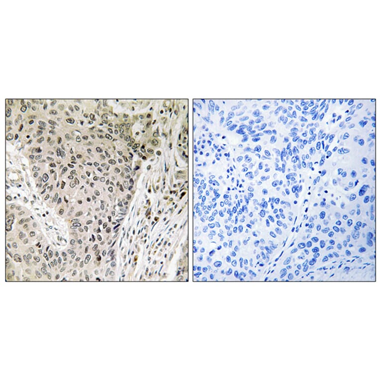 Immunohistochemistry - Anti-ARHGEF19 Antibody (C18392) - Antibodies.com