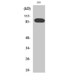 Western Blot - Anti-ARHGEF19 Antibody (C18392) - Antibodies.com