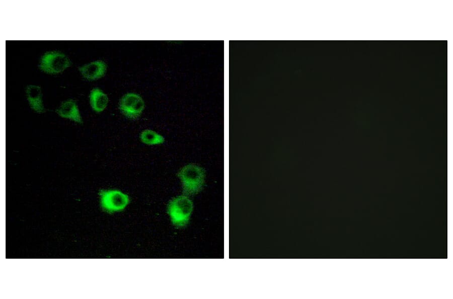 Immunofluorescence - Anti-VN1R4 Antibody (G794) - Antibodies.com
