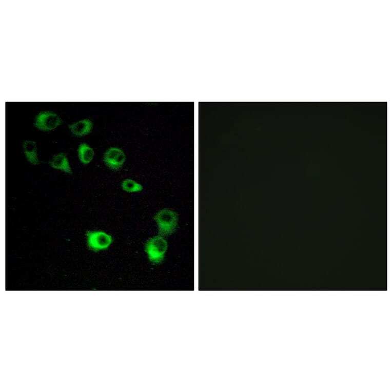 Immunofluorescence - Anti-VN1R4 Antibody (G794) - Antibodies.com