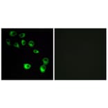 Immunofluorescence - Anti-VN1R4 Antibody (G794) - Antibodies.com