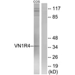 Western Blot - Anti-VN1R4 Antibody (G794) - Antibodies.com