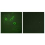 Immunofluorescence - Anti-TUSC5 Antibody (C11319) - Antibodies.com