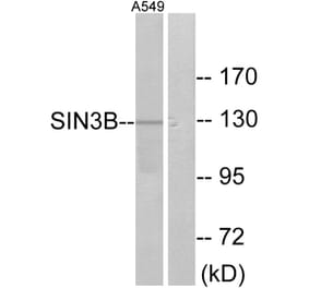 Western Blot - Anti-SIN3B Antibody (C10163) - Antibodies.com