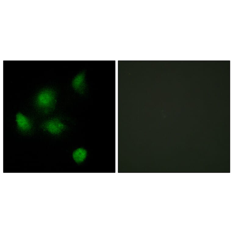 Immunofluorescence - Anti-SIN3B Antibody (C10163) - Antibodies.com