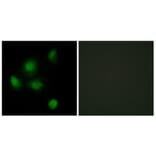 Immunofluorescence - Anti-SIN3B Antibody (C10163) - Antibodies.com