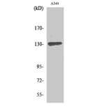 Western Blot - Anti-SIN3B Antibody (C10163) - Antibodies.com