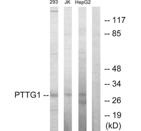 Western Blot - Anti-PTTG1 Antibody (C10252) - Antibodies.com
