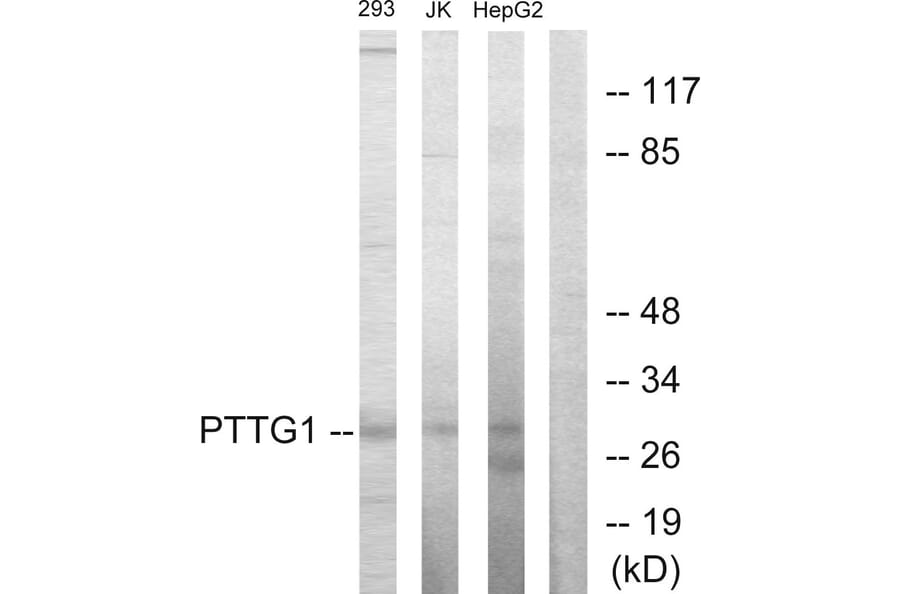 Western Blot - Anti-PTTG1 Antibody (C10252) - Antibodies.com