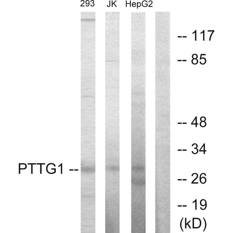 Western Blot - Anti-PTTG1 Antibody (C10252) - Antibodies.com